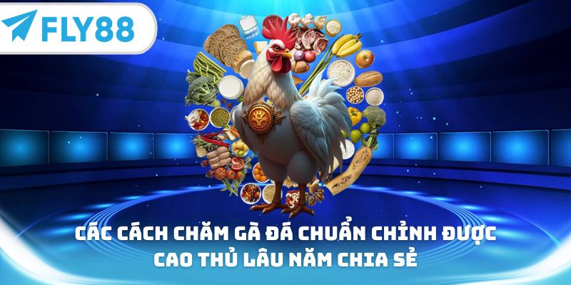 Các cách chăm gà đá chuẩn chỉnh được cao thủ lâu năm chia sẻ