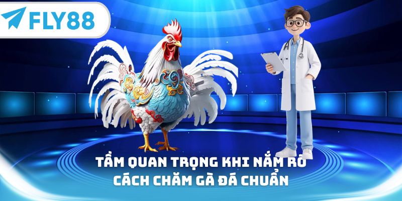 Tầm quan trọng khi nắm rõ cách chăm gà đá chuẩn