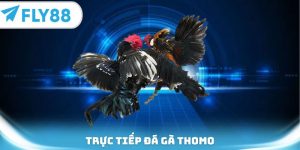 trực tiếp đá gà Thomo